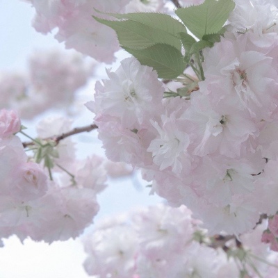 扎囊福瑞交流群